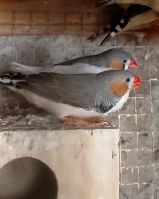 Bengalini