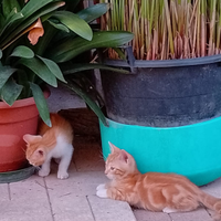 Artù - Attila e Zorro - Gattini Cuccioli