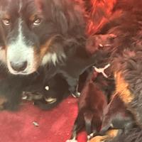 Cuccioli bovari del bernese
