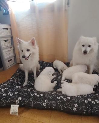 Cuccioli di Spitz Tedesco Medio di colore bianco,