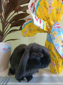 Coniglio, coniglietto,mini, nano, ariete, mini lop