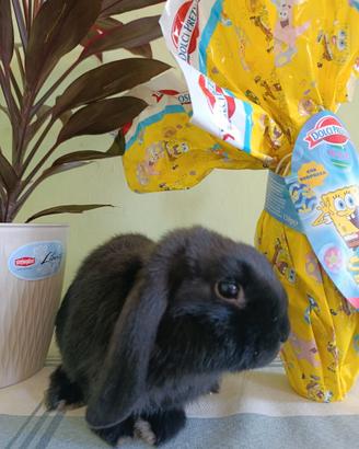 Coniglio, coniglietto,mini, nano, ariete, mini lop