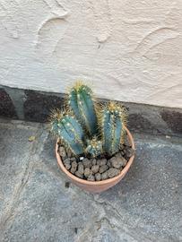 Cactus azzurro