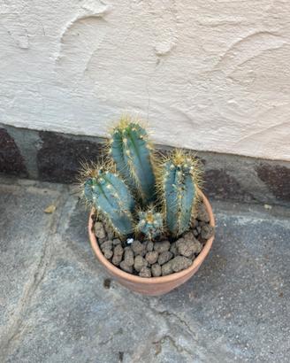 Cactus azzurro