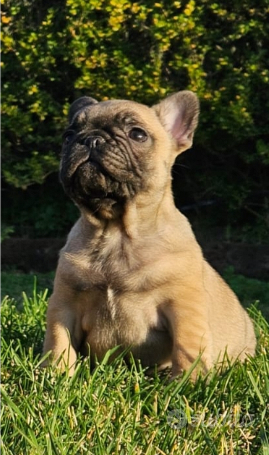 Bouledogue francese cuccioli disponibili - Regalo e vendita animali 