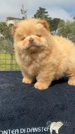 Chow chow crema Maschio