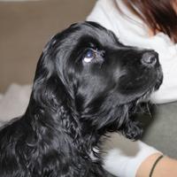Cocker spaniel inglese