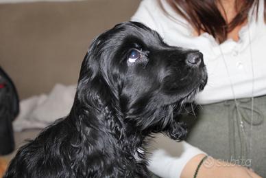 Cocker spaniel inglese