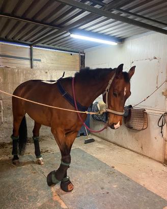 Cavallo salto ostacoli