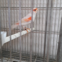 Coppia di canarini mosaici rossi linea maschile