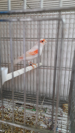 Coppia di canarini mosaici rossi linea maschile