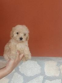 Maltipoo