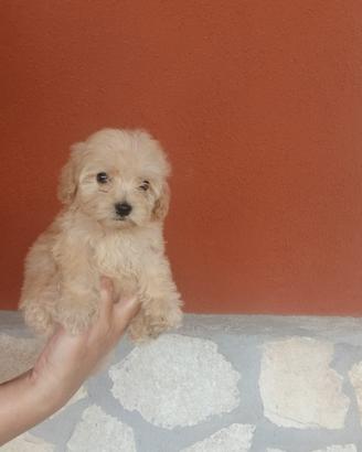 Maltipoo
