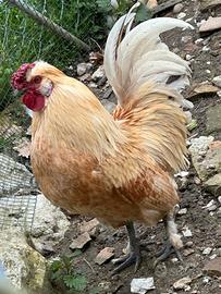 Galli di razza nana
