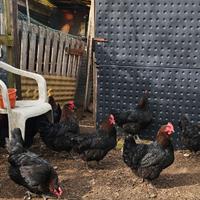 Galline marans giovani