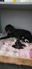 cuccioli drahthaar 