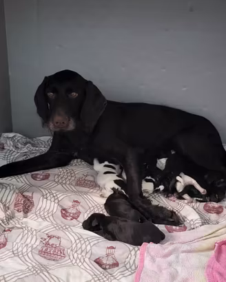 cuccioli drahthaar 