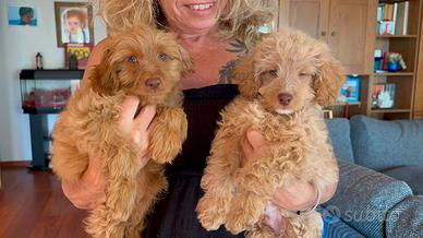 Cucciolo cockapoo F2 (barboncino cocker)
