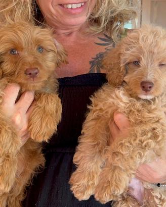 Cucciolo cockapoo F2 (barboncino cocker)