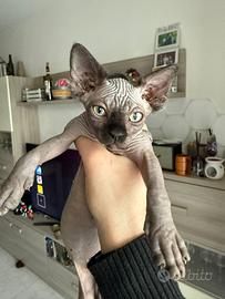 Sphynx con pedigree
