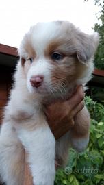 Cuccioli di pastore australiano