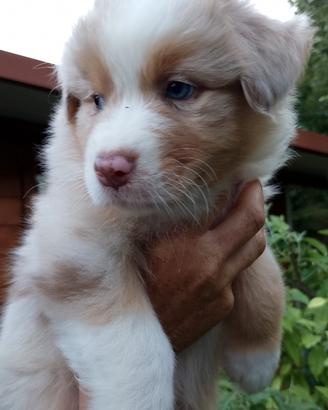 Cuccioli di pastore australiano