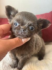 Chihuahua maschietto taglia mini