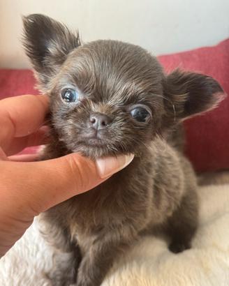 Chihuahua maschietto taglia mini