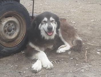 Cane Pastore della Sila