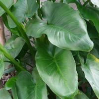 Calla bianca