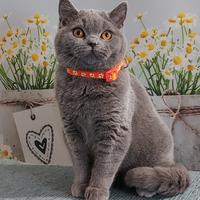 Scottish Straight Oscar