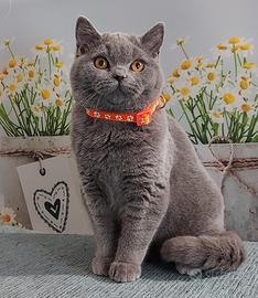 Scottish Straight Oscar