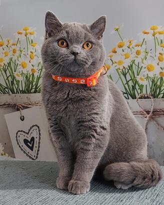 Scottish Straight Oscar