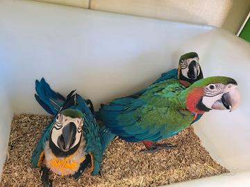 Pappagalli Ara Arlecchino DA IMBECCO