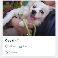 Nei rifugi i cani sono senza calorifero