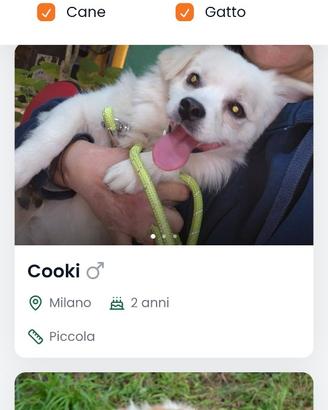 Nei rifugi i cani sono senza calorifero
