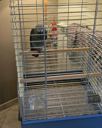 Pappagallo Cenerino coda rossa