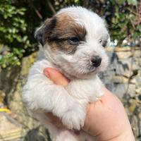 Jack Russell Terrier