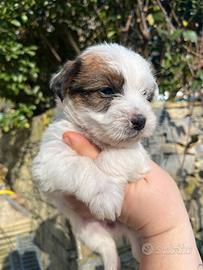 Jack Russell Terrier