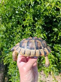 Testudo marginata