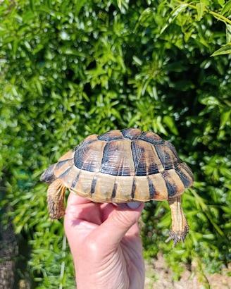 Testudo marginata