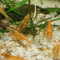 Neocaridina ,gamberi arancione