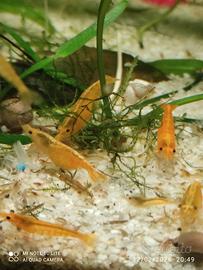 Neocaridina ,gamberi arancione