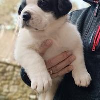 Cuccioli di san Bernardo