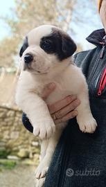 Cuccioli di san Bernardo