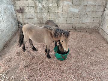 Pony falabella