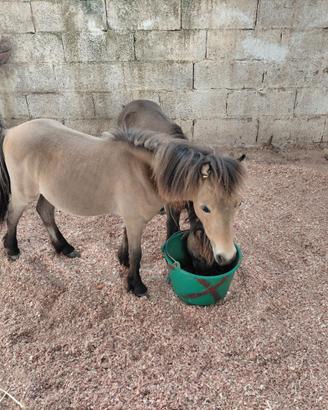 Pony falabella
