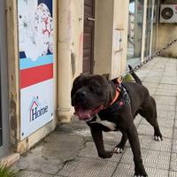 Disponibile per monta- UKC