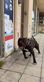 Disponibile per monta- UKC