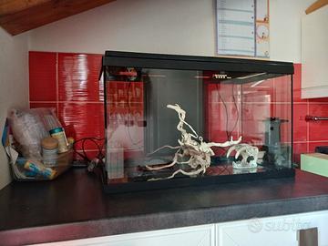 Acquario